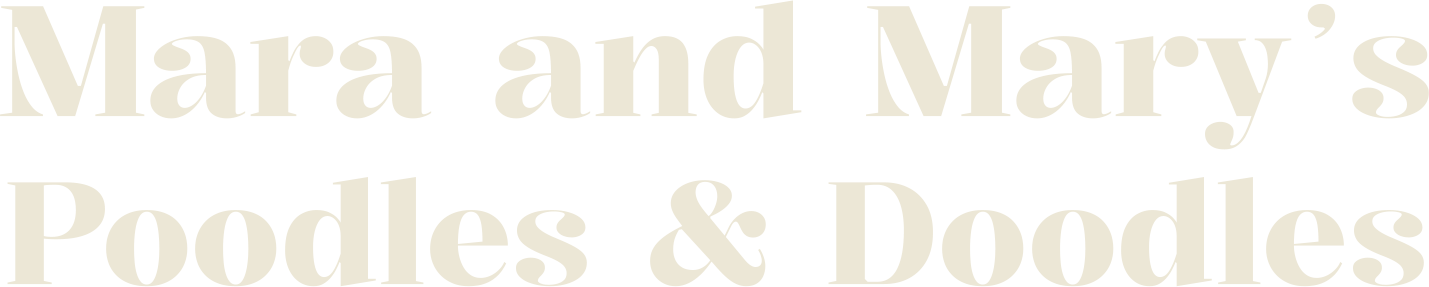 Labradoodles Canon City